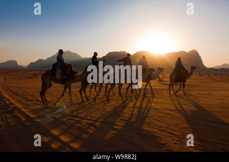 Tourist chameaux, désert, France, Jordanie, Wadi Rum, (Camelus dromedarius) Banque D'Images