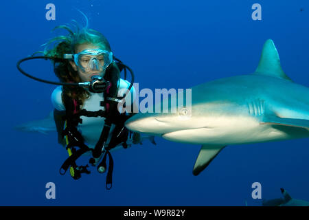 Plongeur et requin gris de récif (Carcharhinus amblyrhynchos), Banque D'Images