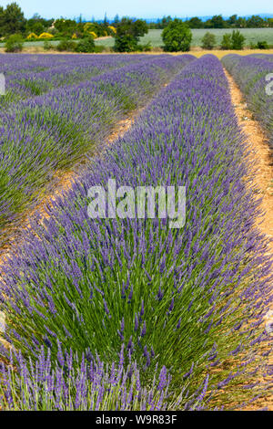 Champ de lavande, Grasse, Provence, France, Europe, (Lavandula angustifolia) Banque D'Images
