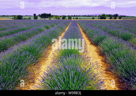 Champ de lavande, Grasse, Provence, France, Europe, (Lavandula angustifolia) Banque D'Images