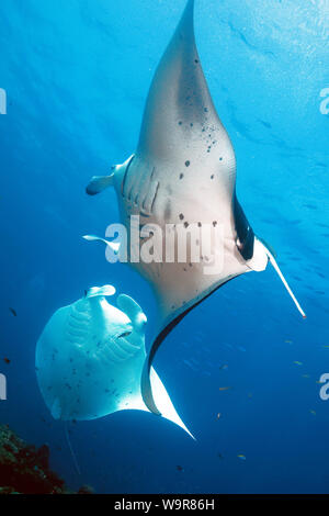 Mantaray, reef, Manta Ray, le comportement à l'énorme, (Manta alfredi) Banque D'Images