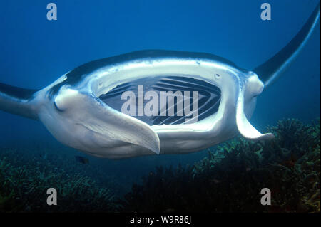 Mantaray, devil's ray, ray, énorme (Manta birostris) Banque D'Images