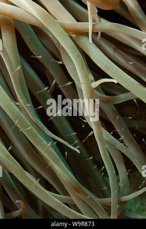 Anémone de mer méditerranée, crevettes symbiotiques, juvénile, anémone de mer Anemonia viridis () Banque D'Images