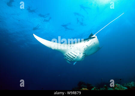 Mantaray, ray, les plongeurs en surface, Maldives, océan Indien, (Manta birostris) Banque D'Images