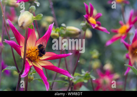 Bourdon sur une fleur de Dahlia Rose Honka dans un jardin Banque D'Images