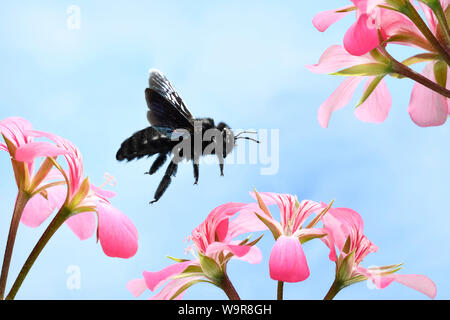 Grosse, Holzbiene (Xylocopa violacea), un Pelargonienbluete, (Pélargonium), Deutschland, Europa Banque D'Images