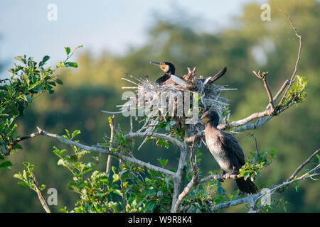 Grands cormorans, couple au nid dans la réserve naturelle, réserve d'oiseaux de la région salon Heisinger Bogen, Essen, Rhénanie du Nord-Westphalie, Europe, (Phalacrocorax carbo) Banque D'Images