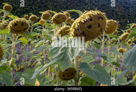 Smiling tournesols dans un champ Banque D'Images