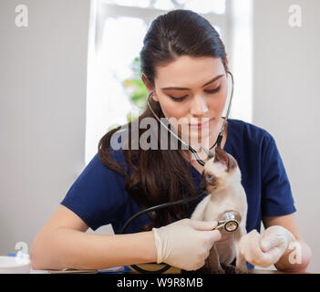 Chat Siamois et de vétérinaire à la clinique vétérinaire Banque D'Images