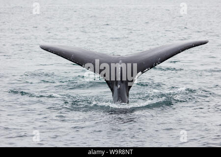 Baleine à bosse, des baleines, l'île Brier, baie de Fundy, en Nouvelle-Écosse, Canada, (Megaptera novaeangliae) Banque D'Images