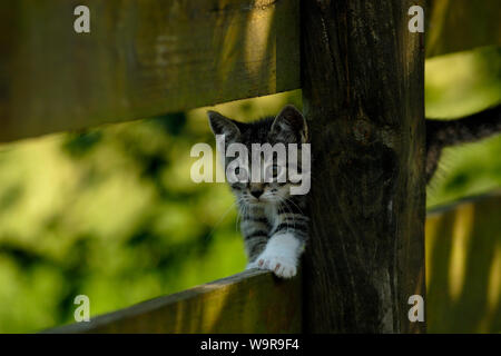 Chat domestique, tabby kitten walking on wooden fence Banque D'Images