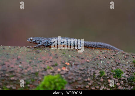 Triton alpestre sur bois, femme, Rhénanie du Nord-Westphalie, Europe, (Ichthyosaura alpestris Triturus alpestris, Mesotriton alpestris) Banque D'Images