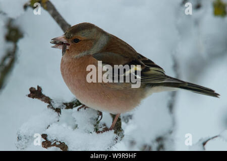 Chaffinch commun, homme, (Fringilla coelebs) Banque D'Images