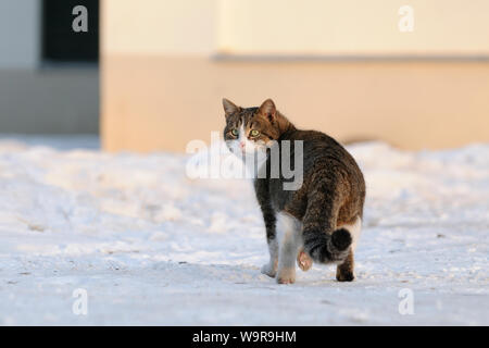 Chat femelle domestique dans la neige Banque D'Images