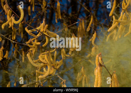 Le noisetier commun (Corylus avellana), Banque D'Images