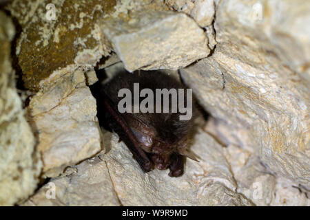 Daubenton's bat, mammifères, les chauves-souris, de l'hiver, de l'habitat (Myotis daubentonii) Banque D'Images