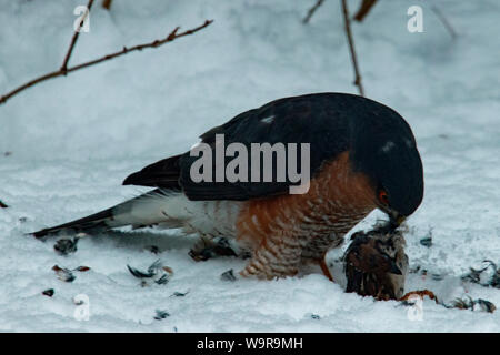 Paruline à plumer saisi, Canard souchet (Accipiter nisus) Banque D'Images