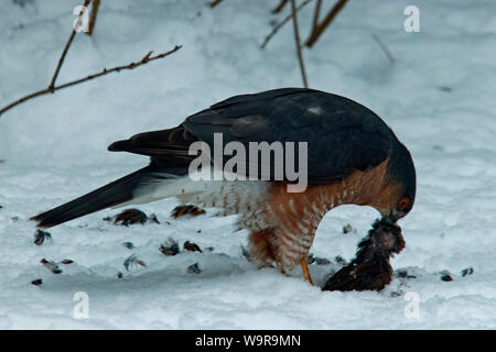 Paruline à plumer saisi, Canard souchet (Accipiter nisus) Banque D'Images