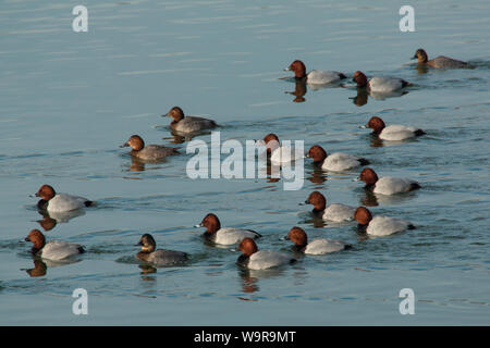 Les fuligules, Moosburger Stausee, Bavière, Allemagne, (Aythya ferina) Banque D'Images