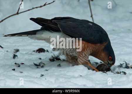 Paruline à plumer saisi, Canard souchet (Accipiter nisus) Banque D'Images