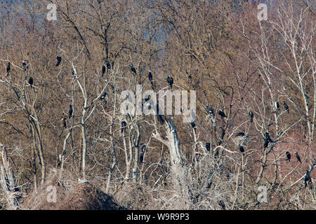 Grand cormoran, Echinger Stausee, Bavière, Allemagne, (Phalacrocorax carbo) Banque D'Images
