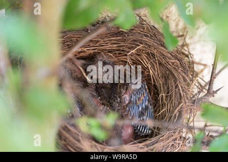 Blackbird nid, les oisillons, Merle noir, Eurasian blackbird, Basse-Saxe, Allemagne, (Turdus merula) Banque D'Images