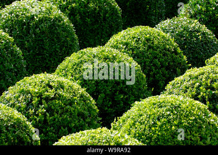 Buis commun, de forme sphérique Banque D'Images