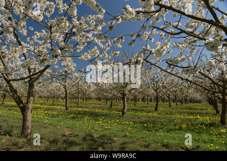 Sweet Cherry, Witzenhausen, Geo-Naturpark Frau-Holle-Land de Hesse, Allemagne, (Prunus avium) Banque D'Images
