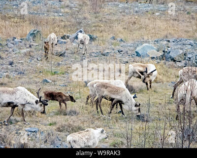 Rennes dans la toundra. Les pâturages pour les cerfs. L'élevage du renne Banque D'Images