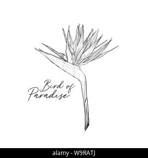 Bird Of Paradise Flower Dessin Vecteurs Et Illustration