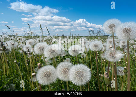Ils ont perdu le pissenlit blanc moelleux dans un champ sous un ciel bleu avec des nuages Banque D'Images