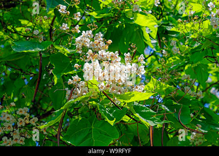 Örség, Wächterregion, Blüten Banque D'Images