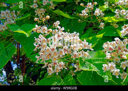 Örség, Wächterregion, Blüten Banque D'Images