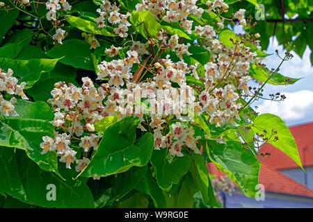 Örség, Wächterregion, Blüten Banque D'Images