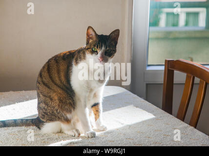 Et Tabby chat blanc, assis sur une table. Banque D'Images