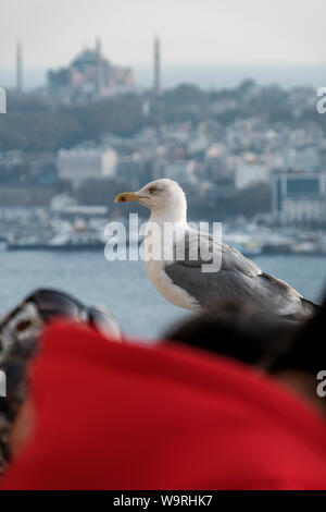 Seagull Galata Banque D'Images