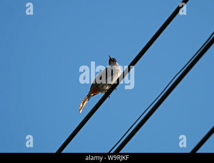 Sooty-Headed libre oiseau Bulbul perché sur le fil électrique isolé sur Ciel Bleu Banque D'Images