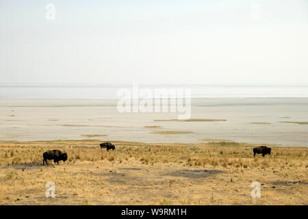 L'Amérique du Nord, Amérique, USA, Utah, Grand Bassin, Antelope Island State Park, légende locale *** *** Banque D'Images
