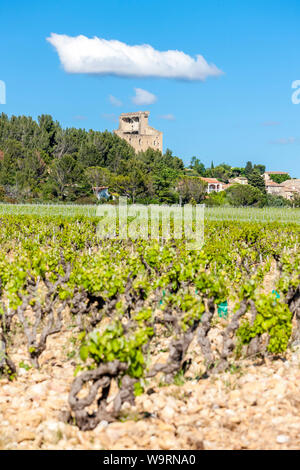 Vignes près de Chateauneuf-du-Pape, Provence, France Banque D'Images