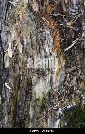 La texture de vieille souche pourrie driftwood libre dans la forêt Banque D'Images