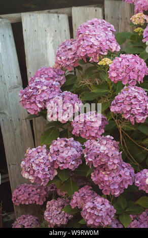 Hortensia Rose japonais Mophead 紫陽花 avec planche en bois historique Banque D'Images