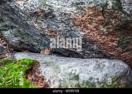 Les animaux de l'Arctique (lemming Lemmus) se cachant parmi les roches dans la toundra dans la montagne au nord de la Scandinavie ou la péninsule de Kola. Banque D'Images