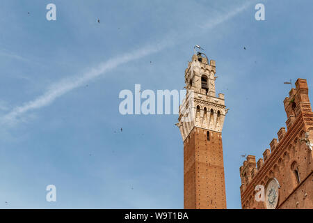 Des oiseaux volent près de la Torre del Mangia, à Piazza il Campo de Sienne en Italie. Les oiseaux ont de flou. Banque D'Images