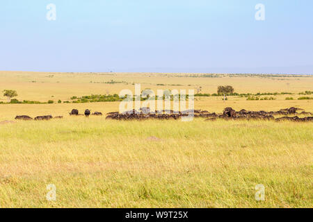 Troupeau de buffles africains se reposant dans un magnifique paysage de savane voir Banque D'Images