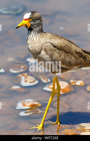 Réorganisation de l'Afrique sociable debout dans l'eau à la plage en Afrique Banque D'Images