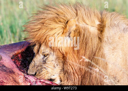 Eating lion dans la savane africaine Banque D'Images