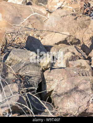 L'Afrique du Sud Safari, Rock Hyrax, également appelé badger rock, rock hyrax Cape et lapin, et en anglais sud-africain il est souvent appelé dassie Banque D'Images