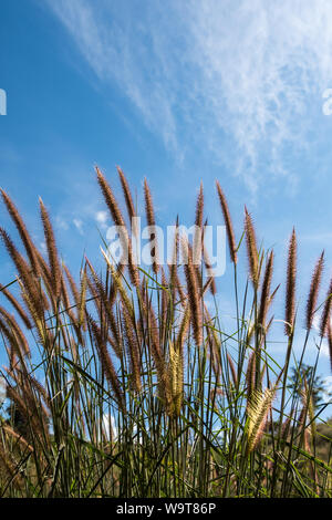 Gros plan des mauvaises herbes peu de fer sous le ciel bleu clair dans le parc national. Banque D'Images