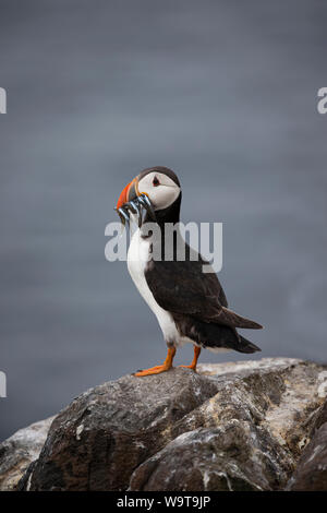 Macareux moine Fratecula arctica percher sur un rocher avec un bec plein de lançons et contre une mer bleu d'encre Banque D'Images