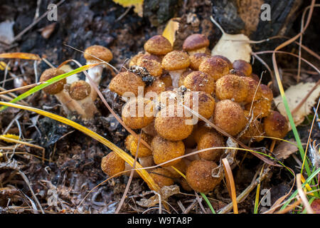 Un tas de champignons dans l'herbe près de la souche de près. Les vieilles feuilles et l'herbe morte. Selective focus sur les champignons. L'arrière-plan est flou. Banque D'Images